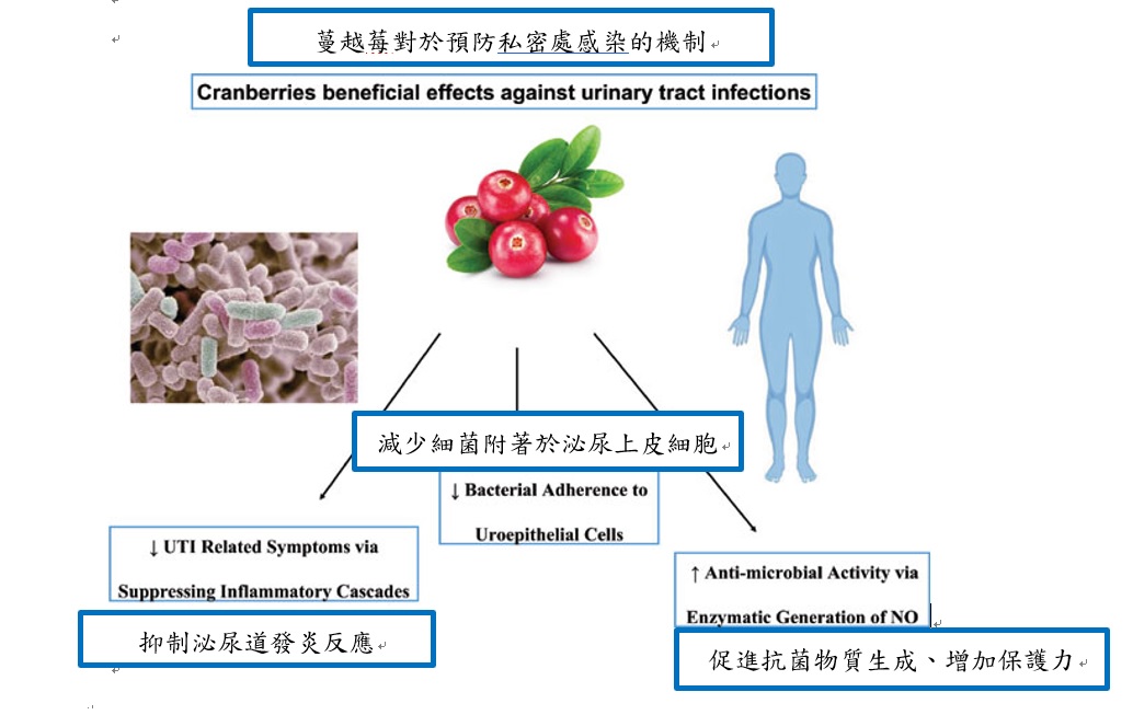 蔓越莓對於預防私密處感染的機制