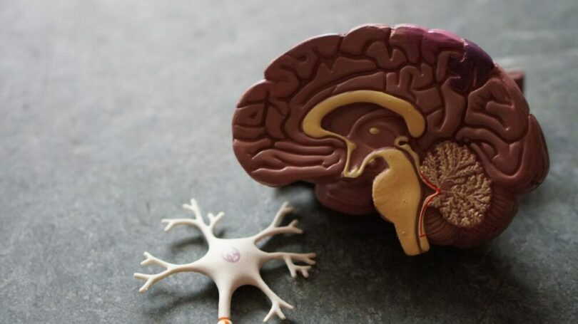 大腦和神經的模型