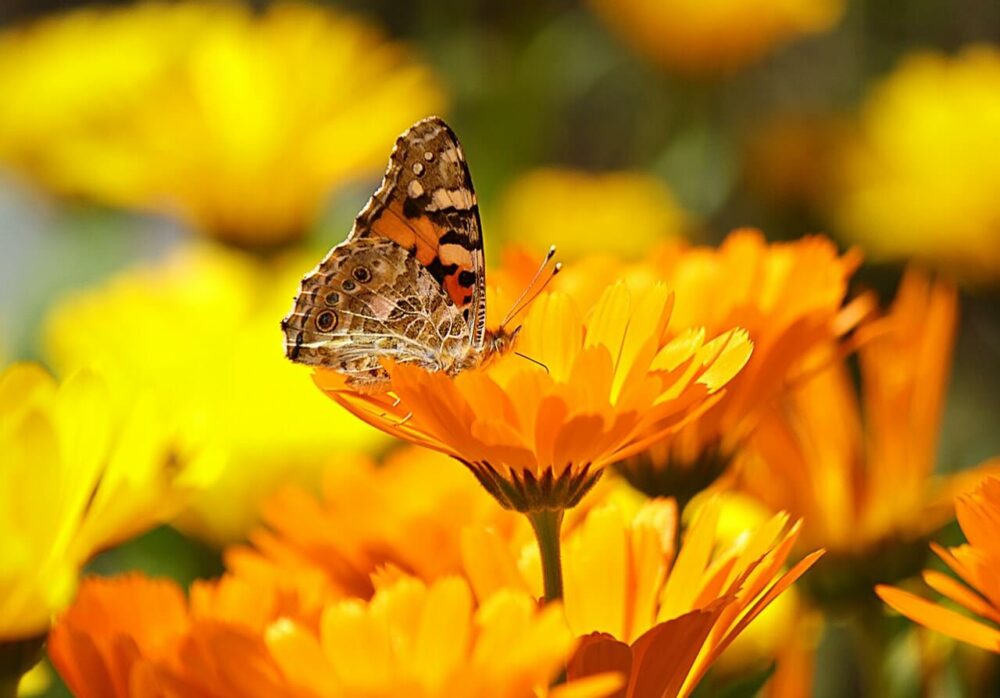 蝴蝶在一朵金盞花上