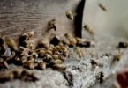 一群蜜蜂聚集起來