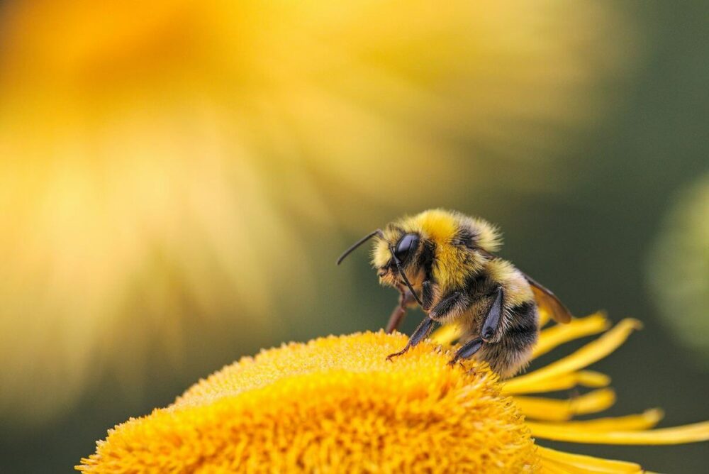 一隻蜜蜂在一朵黃花上