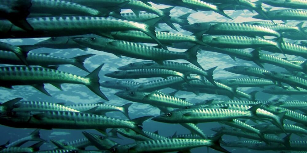 一群魚在游泳