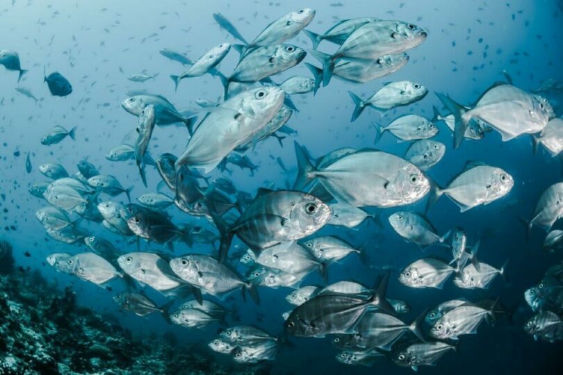 一群魚在海底游