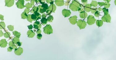 葉子掛在天空中