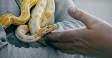 一隻金色的蛇接近一隻手