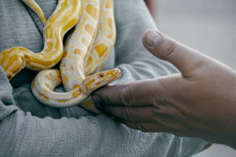 一隻金色的蛇接近一隻手