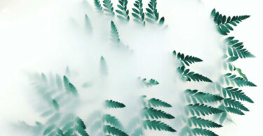 一棵植物在霧中