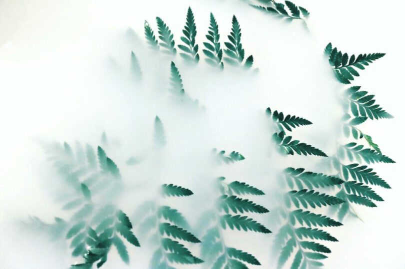 一棵植物在霧中