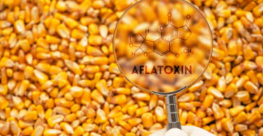 Aflatoxin