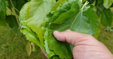 Mulberry-leaves